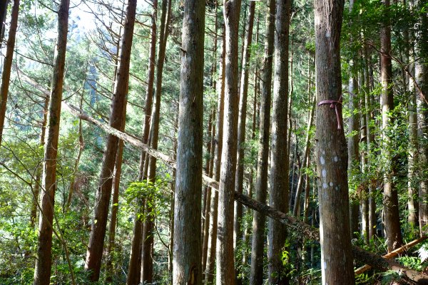 新竹尖石鄉 高島縦走1280663