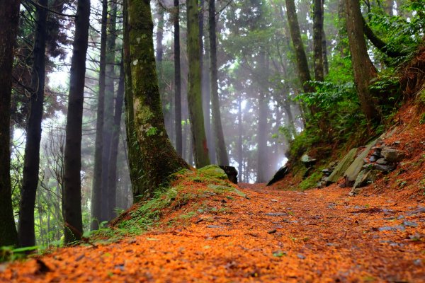 會呼吸的觀霧檜山巨木群步道977591