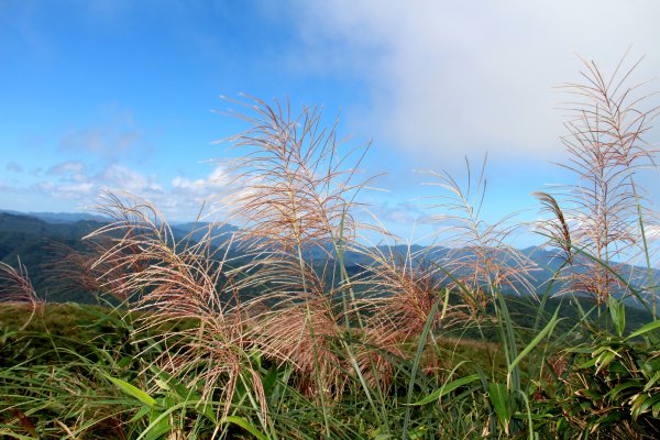 草嶺古道-桃源谷遍野芒花翻飛，飽覽絕美山海奇景！2335623