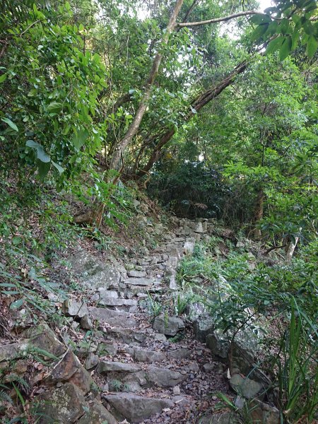 唐麻丹山2790137