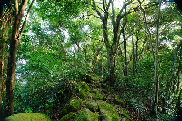 桃園 大溪 白石山、石厝坑山、石龜坑山3113822