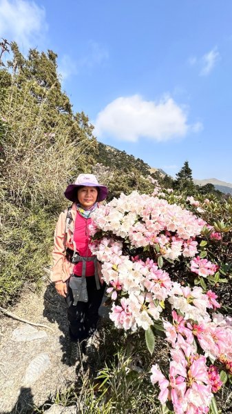 合歡東峰、小奇萊賞玉山杜鵑2542729