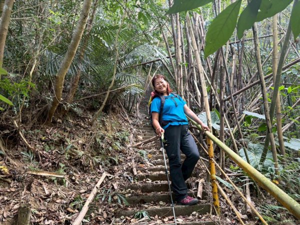 苗栗出磺坑古道、銅纙坑菊2951568