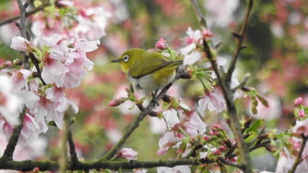 #綠繡眼 訪花 #吉野櫻 #天元宮 #楓樹湖 03162736680