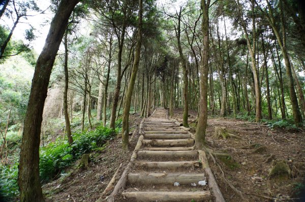 苗栗 南庄 加里山2963385