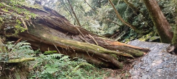 拉拉山國家森林遊樂區2752244