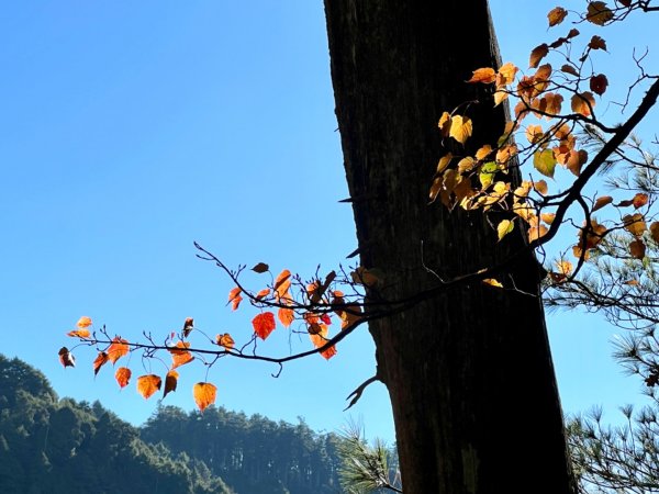 楓紅健走北三錐山2377124