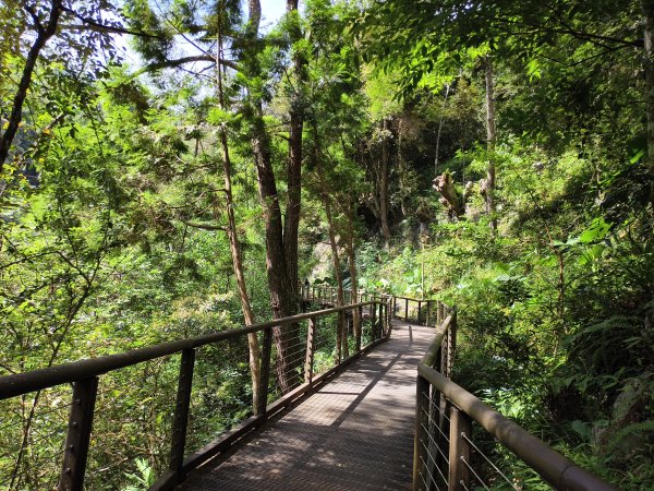 [百山百鳥尋旅-07/15] 2025_0831 八仙山國家森林遊樂區步道群_天籟步道2875920