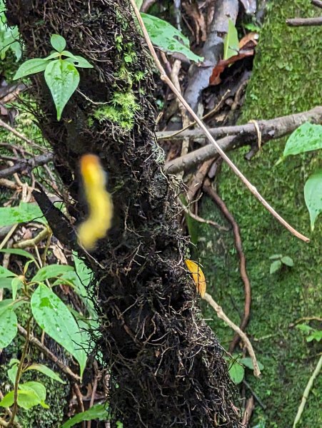 2023-10-22 臺北大縱走第四段2792955