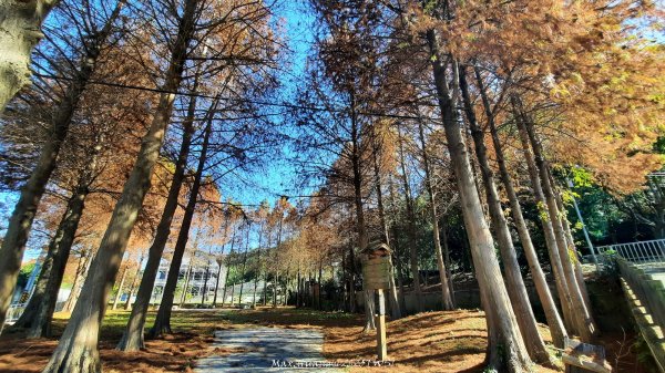 《台中》落雨松季｜石岡挑物古道O繞下情人木橋202501122687605