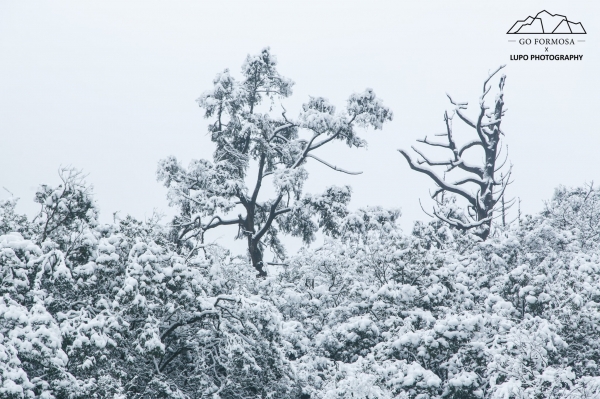 【攝野紀】夢幻般的雪中松蘿湖264549