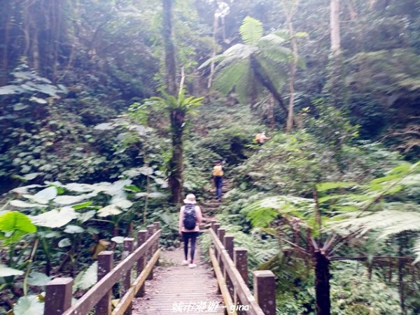 【新竹竹東】五指山登山步道3004809