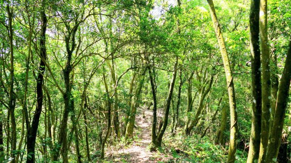 石碇大崙,人頭面山,獅公髻尾山2800422