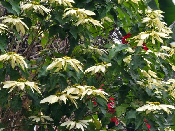 鳶嘴稍來山之楓紅／雲海2974095