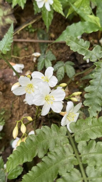 20250504大艽芎古道2837814