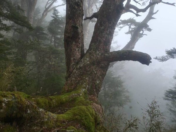 20250420南投瀧奧、奇萊尖山、合歡八連峰2768495