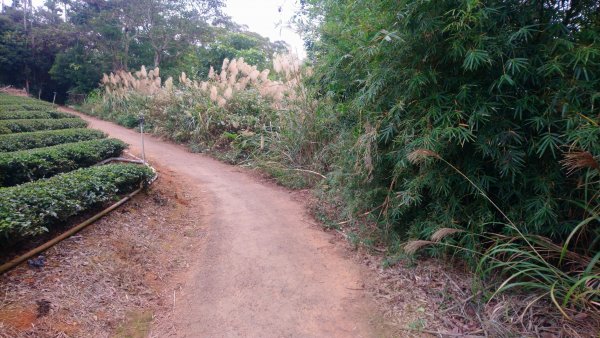 連走松柏坑山和橫山小百岳1555578