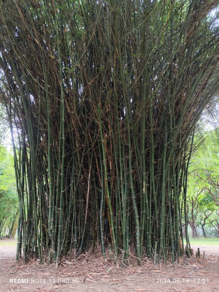 大安森林公園、高記上海料理、北師美術館【走路趣尋寶，全臺齊步走】2526032