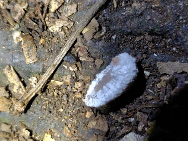 南東眼山連走有勝山2918717