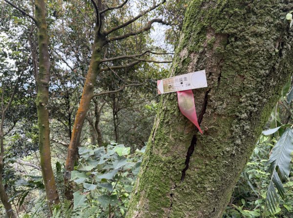 [微笑山線_第四段] 2026_0321 天上山系_十八羅漢岩3022119