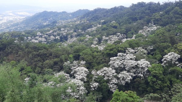 《苗栗》雙峰桐花｜雙峰山桐花賞景之旅202304292132789