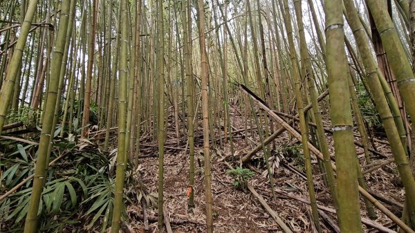 馬武督山西南峰+馬武督山O型走3012850