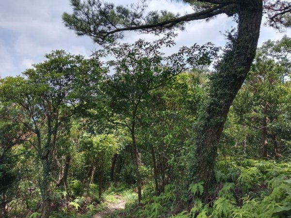 內湖區大丘田保甲路+開眼山+白石湖山+白石湖山東峰+大邱田山+消防山O型2858956