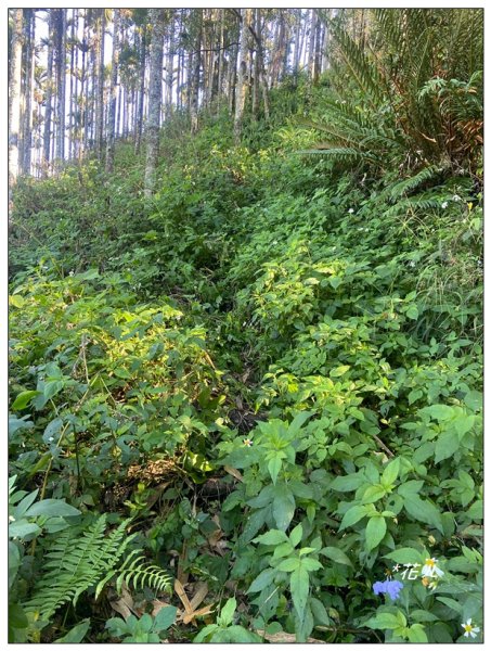 雨後頭縱走 (日月潭)2694403