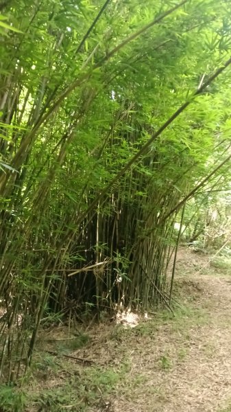 平溪區上天福安宮-粗坑頭崙-五分山西峰-五分山步道去回3088395