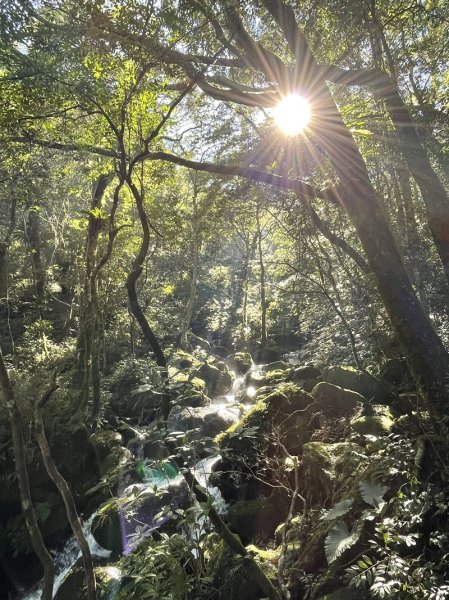 卡保逐鹿山毛欅2935504