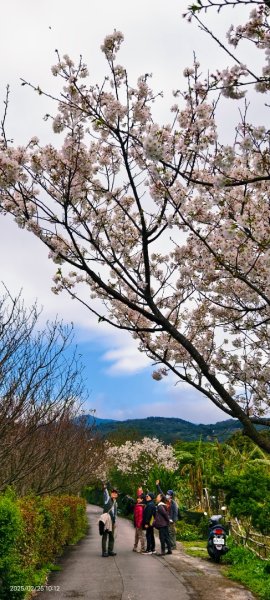 追花是簡單的快樂，賞花是恬淡的幸褔 2/252720109