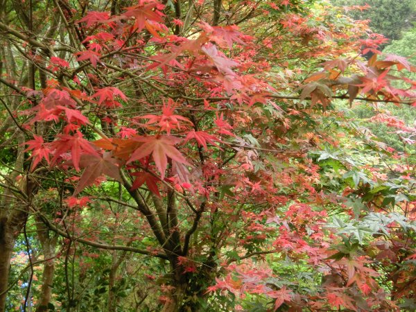 平菁街暮春紅槭574799