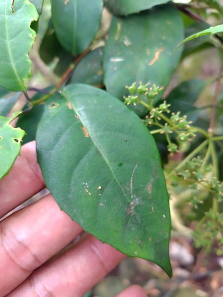 矢場谷山連走勃子山2804975