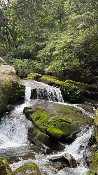 戲水（鴛鴦2786714