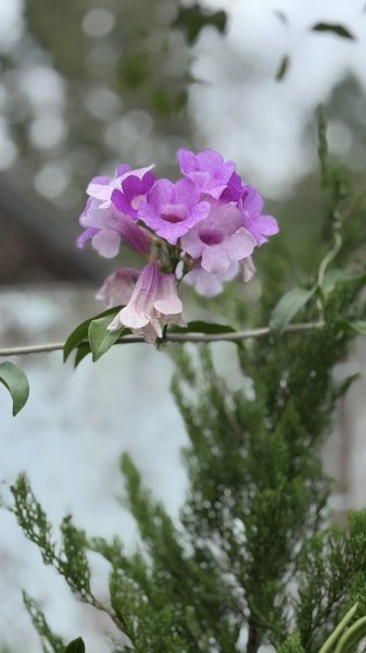 20251025 小百岳竹子尖山及刣牛湖山2925006