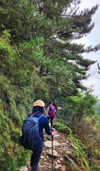 玉山前峰，關子嶺大凍山，宜蘭拳頭姆自然步道2313398