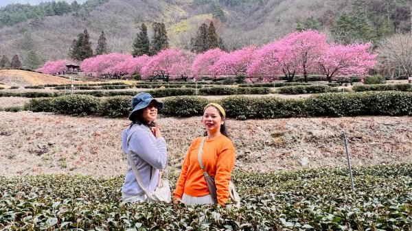 🌈2026.02.14+17武陵櫻花季✨FB：熊熊趴爬走🌈3004320