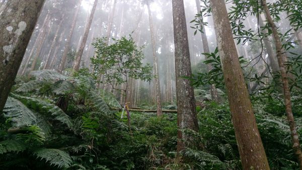 柳衫與綠蕨滿佈的向天湖山