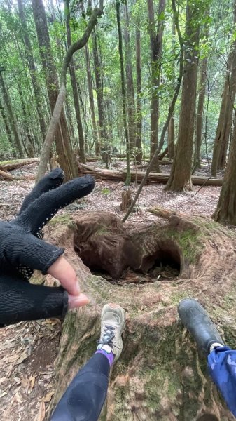 尖石🌳羅山林道野營-油羅山-竹苗小百岳3133071