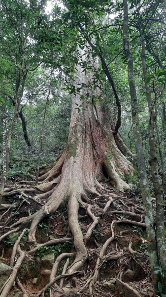 《新竹》斷崖神木｜北得拉曼步道小P繞202510172917556