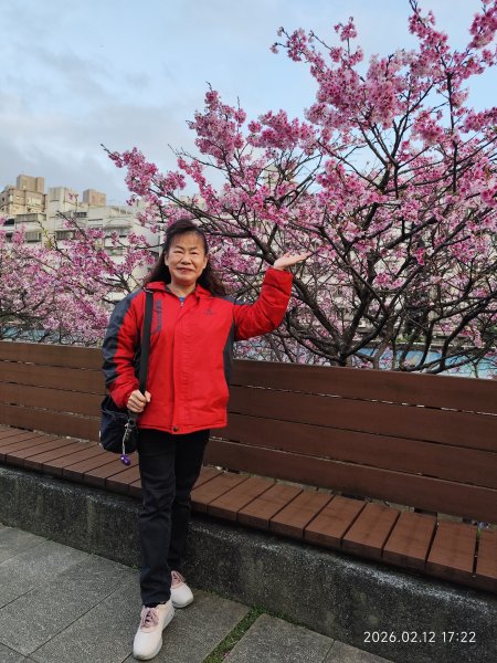 【新春賞櫻樂】平菁街42巷、宜蘭頭城火車站、二二八和平公園、東湖樂活公園3007721
