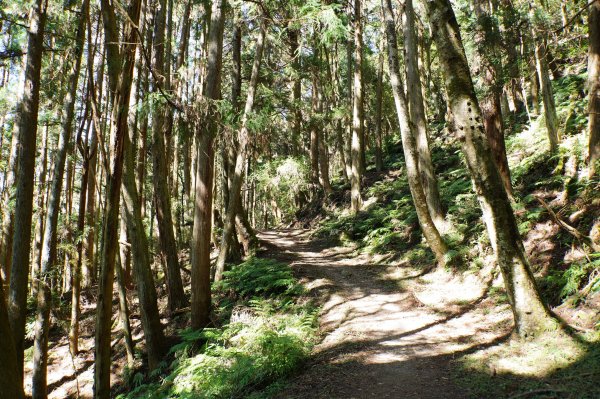 新竹 五峰 西高橋山、霞喀羅大山2959320