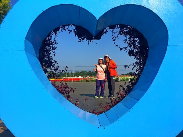 2019新社花海2019/11/12734660