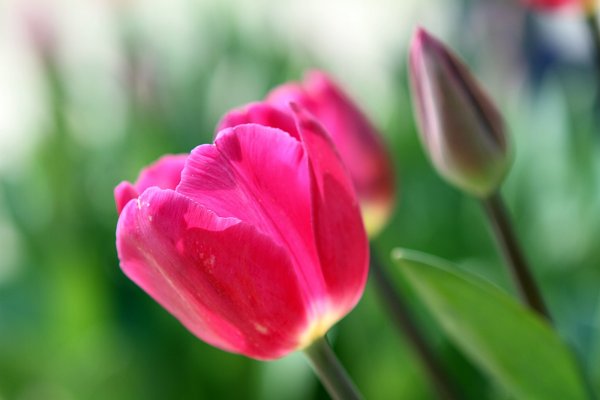 杉林溪賞花872567