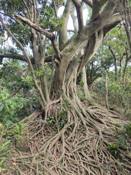 微笑山線：【天上山系】烘爐地土地公段：南勢角山2959350