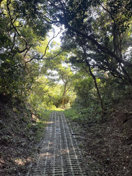 [屏步青雲 尋寶任務-07/10] 2024_1006 社頂自然公園步道2616879