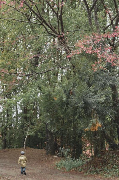 20200310-司馬庫斯神木群步道914321