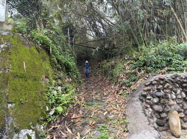 [樟之細路_第一大段RSA06] 2026_0329 打牛崎古道3027164