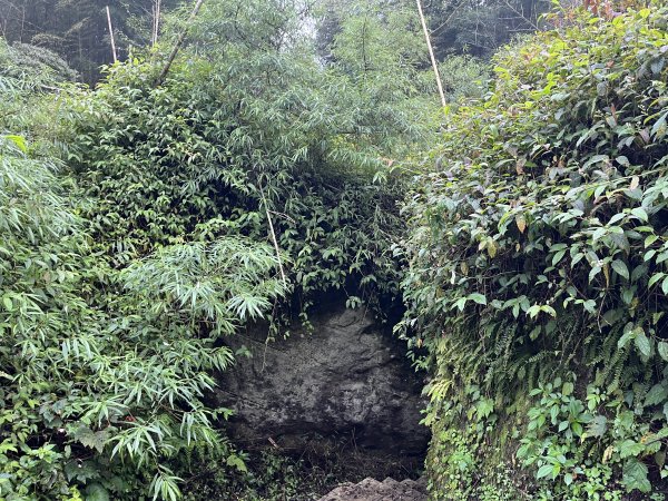 [嘉遊好步道．來嘉走走-04/10] 2024_1011 阿里山頂湖步道2624702