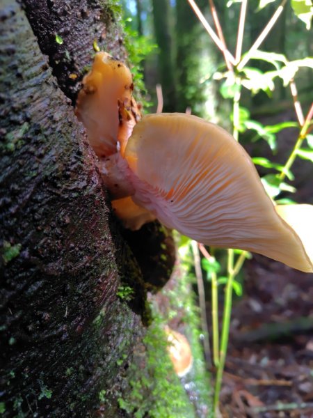 稍來小雪山國家步道、船型山、鞍馬山、鞍馬山東北峰、天池、雪山神木2799672